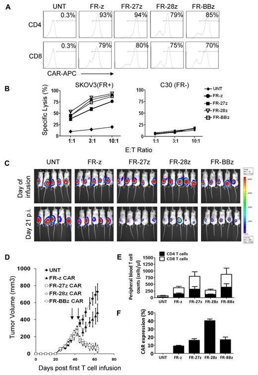 Figure 5. Comparison of FR-specific CARs with CD27, CD28, and 4-1BB costimulatory endodomain. (A) FR-specific CAR expression on primary human T cells. As shown, CD8+ T cells can efficiently express FR-specific CARs with or without CD27, CD28, and 4-1BB costimulatory endodomains as measured by flow cytometry. (B) CAR-transduced T cells showed lytic function in a bioluminescent killing assay. FR CAR-T cells killed FR+ SKOV3 but did not kill FR− C30 cells at the indicated E/T ratio more than ∼ 20 hours. Untransduced T cells (UNT) served as negative controls. Mean and SD of triplicate wells from 1 of at least 3 independent experiments is shown. (C) Bioluminescence images show fLuc+ SKOV3 tumors in NSG mice immediately before and 3 weeks after first intravenous injection of 10 × 106 CAR-T cells on days 40 and 45 after tumor inoculation. (D) Tumors in mice treated with FR-27z, -28z, and -BBz CAR-T cells regressed; tumors treated with untransduced T cells (UNT) did not regress 3 weeks after first T-cell dose (P < .0001). Arrows indicate timing of T-cell infusion. FR-z CAR-transduced T cells only slowed tumor growth (P = .015). Before infusion, CAR+ T-cell frequency (∼ 50%) and surface scFv expression level (range, 315-398 mean fluorescence intensity) was equalized. (E) Circulating human CD4+ and CD8+ T-cell counts. In contrast to CD28, CD27 and 4-1BB signaling enhances the survival of circulating human CD4+ and CD8+ T cells in vivo 3 weeks after T-cell infusion (27z vs z, P = .029; BBz vs z, P = .024; 28z vs z, P = .20). Mean cell concentration (cells/μL) ± SD for all evaluable mice in each treatment group is shown. (F) Surface CAR expression on persisting FR-specific human CD3+ T cells from blood of treated mice measured by flow cytometry. Mean CAR+ expression frequency per CD3+ T cells and SD per group is shown.