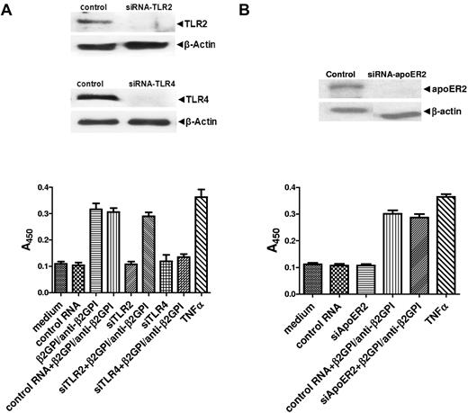 Figure 1. APLA/anti-β2GPI–mediated EC activation is mediated by TLR4. HUVECs were incubated in medium alone, treated with control RNA of random sequence but identical nucleotide composition as specific siRNA, or with specific siRNA against TLR2, TLR4, or apoER2. Twenty-four hours later, cells were replated in 6- or 96-well plates, incubated for an additional 24 hours, then harvested and analyzed for expression of the targeted protein or assessed for cell-surface E-selectin expression in response to β2GPI and anti-β2GPI Abs or TNFα. (A) Cells treated with siRNA to TLR2 or TLR4. (B) Cells treated with siRNA to apoER2. Error bars represent the mean ± SD of triplicate points. P = .0016 by ANOVA for cells treated with TLR4 siRNA versus control or TLR2 siRNA. P = .48 for cells treated with apoER2 siRNA versus control RNA. The results shown are from 1 representative experiment of 3.
