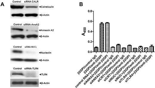 Figure 3. Annexin A2, TLR4, calreticulin, and nucleolin are necessary for activation of ECs by β2GPI and anti-β2GPI Abs. ECs were either not pretreated or were pretreated with control RNA of random sequence but identical composition as specific siRNAs or with siRNAs specific for annexin A2, TLR4, calreticulin, or nucleolin. Twenty-four hours later, cells were replated in 6- or 96-well plates, incubated for an additional 24 hours, and then harvested and analyzed for protein expression (A) or assessed for cell-surface E-selectin expression in response to β2GPI and either control IgG or anti-β2GPI Abs (B). Error bars represent the means ± SD of quadruplicate points. Decreases in E-selectin expression in cells pretreated with control versus specific siRNA before incubation with β2GPI and anti-β2GPI Abs were highly significant (P < .0001 by ANOVA). The results shown are from 1 representative experiment of 3.
