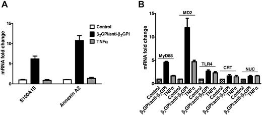 Figure 6. Activation of ECs by anti-β2GPI Abs induces increased expression of components of the multiprotein signaling complex and accessory proteins. (A) ECs were incubated with β2GPI and anti-β2GPI Abs or TNFα to induce activation. Total RNA was then isolated, reverse-transcribed, and analyzed for content of S100A10 and annexin A2 mRNA using qPCR. Significant increases in both mRNA species occurred in response to β2GPI and anti-β2GPI Abs, but not TNFα. (B) ECs were activated as described in panel A, and RNA isolated, reverse transcribed, and analyzed for content of MyD88, MD2, TLR4, calreticulin, and nucleolin mRNA using qPCR. Significant increases in mRNA species encoding MyD88 and MD2, with lesser increases in mRNA encoding TLR4, calreticulin, and nucleolin, were observed. These exceeded those observed in response to TNFα. Error bars represent the means ± SD of triplicate points.