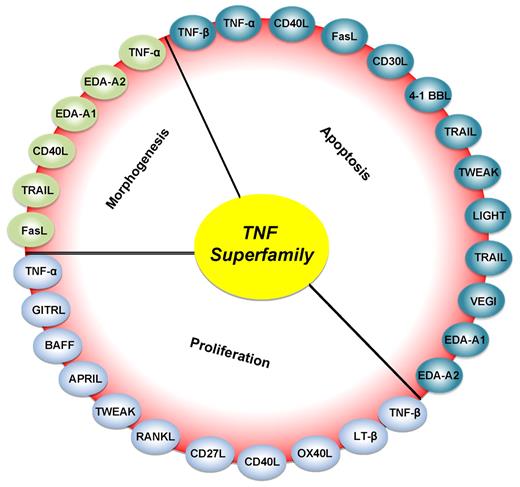 Figure 1. Roles of various members of the TNF superfamily in inflammation, cellular proliferation, apoptosis, and morphogenesis. All members of the TNF superfamily exhibit pro-inflammatory activity, in part through activation of the transcription factor NF-κB (full red circle); OX40L, CD40L, CD27L, APRIL, and BAFF exhibit proliferative activity in part through activation of various mitogen-activated kinases (sky blue); TNF-α, TNF-β, FasL, and TRAIL control apoptosis (bluish-green); and EDA-A1, EDA-A2, TNF-α, FasL, and TRAIL regulate morphogenesis (green).