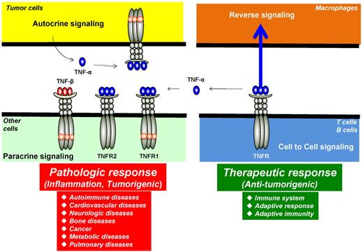 Figure 3. Autocrine, paracrine, cell to cell, and reverse signaling pathways for TNF-α. Ligands, such as TNF-α, are expressed as both transmembrane and in soluble forms. The transmembrane form of the ligand appears to mediate therapeutic effects, but soluble ligand is linked to pathologic effects of TNF-α. Ligands, such as TNF-β, lack the transmembrane domain and thus are expressed only as a soluble protein. TNF-α, made by tumor cells, acts primarily through TNFR1 in an autocrine and paracrine manner. There are also examples of reverse signaling through TNF-α when it binds to its receptor.
