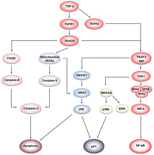 Figure 4. Cell signaling pathways activated by TNF. TNFR1 activation leads to recruitment of intracellular adaptor proteins (TRADD, FADD, TRAF, and RIP), which activate multiple signal transduction pathways. TNFR sequentially recruits TRADD, TRAF2, RIP, TAK1, and IKK, leading to the activation of NF-κB31; and the recruitment of TRADD, FADD, and caspase-8, leads to the activation of caspase-3, which in turn induces apoptosis.28 JNK is activated through the sequential recruitment of TRAF2, RIP, MEKK1, and MKK7.79 Exposure of cells to TNFα in most cases results in the generation of reactive oxygen species, leading to activation of MKK7 and JNK.29 The activation of ERK and p38MAPK is via TRADD, TRAF2, RIP, TAK1, and MKK3/6.80
