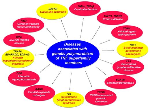 Figure 6. Diseases caused by mutation of genes in members of the TNF superfamily, its receptors, and adaptor proteins. Red circle represents studies in human; and yellow circle, studies in mice. Asterisk (*) within yellow circle indicates diseases in dogs.