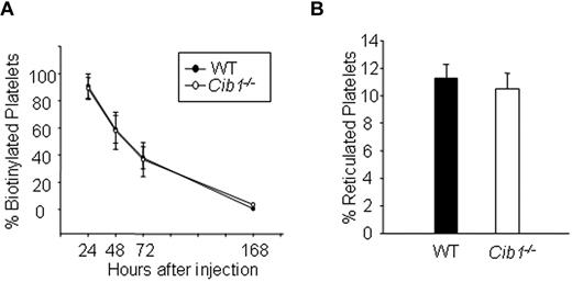 Figure 1. Platelet production and platelet clearance are unchanged in Cib1−/− mice. (A) Quantification of in vivo biotinylated platelets 24, 48, 72, and 168 hours after thiazole orange injection expressed as a percentage of baseline (1 hour after injection; n = 5). (B) Quantification of the percentage of reticulated platelets from WT and Cib1−/− mouse blood (n = 5).