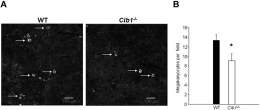 Figure 2. Spleens of Cib1−/− mice contain fewer megakaryocytes than WT mice. (A) Fluorescent microscopic images of mouse spleen sections stained with anti-CD41 to label the megakaryocytes and Draq-5 to label nuclei. White arrows indicate megakaryocytes. Images were captured using a Zeiss 5-live confocal microscope (original magnification ×100). (B) Quantification of panel A expressed as megakaryocytes per field. *P < .05 vs WT (n = 7).