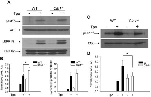 Figure 5. TPO-induced signaling is enhanced in Cib1−/− megakaryocytes. (A) Western blots of lysates from untreated or TPO-treated WT and Cib1−/− BM-derived megakaryocytes purified using a discontinuous BSA gradient. Membranes were initially probed for phosphorylated AktT308 and phosphorylated ERK1/2, then stripped and reprobed for total Akt or total ERK1/2, respectively. (B) Quantification of band intensity from panel A normalized to untreated WT sample. *P < .05 vs WT + TPO (n = 5). (C) Western blots of lysates from WT and Cib1−/− megakaryocytes treated with or without TPO. Membranes were probed for phosphorylated FAKY925, then stripped and reprobed for total FAK. (D) Quantification of band intensity from panel B, normalized to untreated WT sample. *P < .05 vs WT + TPO (n = 5).