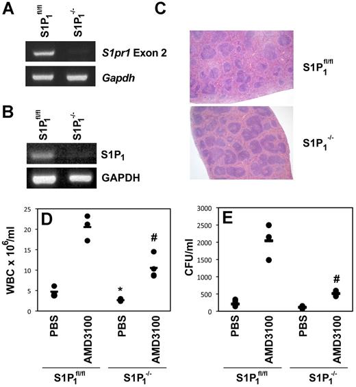 Figure 2. Mice deficient in S1P1 have an impaired response to AMD3100-induced HPC mobilization. (A) PCR amplification of exon 2 and GAPDH from DNA isolated from the blood of poly I:poly C–treated S1P1fl/fl or Mx1Cre.S1P1fl/fl (S1P1−/−) mice. (B) RT-PCR amplification of S1P1 and GAPDH mRNA isolated from the blood of poly I:poly C–treated S1P1fl/fl or Mx1Cre.S1P1fl/fl (S1P1−/−) mice. (C) H&E-stained sections of spleens isolated from S1P1fl/fl and S1P1−/− mice. Representative fields of view obtained using SPOT Version 4.6 software and a SPOT RTKE camera attached to an Olympus BX40 microscope with a PlanApo 2×/0.08 lens are shown. Original magnification was 20×. (D-E) S1P1−/− or S1P1fl/fl mice received AMD3100 or placebo. WBC counts (D) were performed on blood collected by cardiac puncture. CFUs (E) were enumerated using semisolid cultures, and the number of CFUs/mL was calculated using total WBCs. Each dot represents data from a single animal and the bar indicates the mean for the cohort. *P < .05 compared with controls in S1P1fl/fl mice; #P < .05 compared with AMD3100 in S1P1fl/fl mice. Pooled data collected as mice became available are shown.