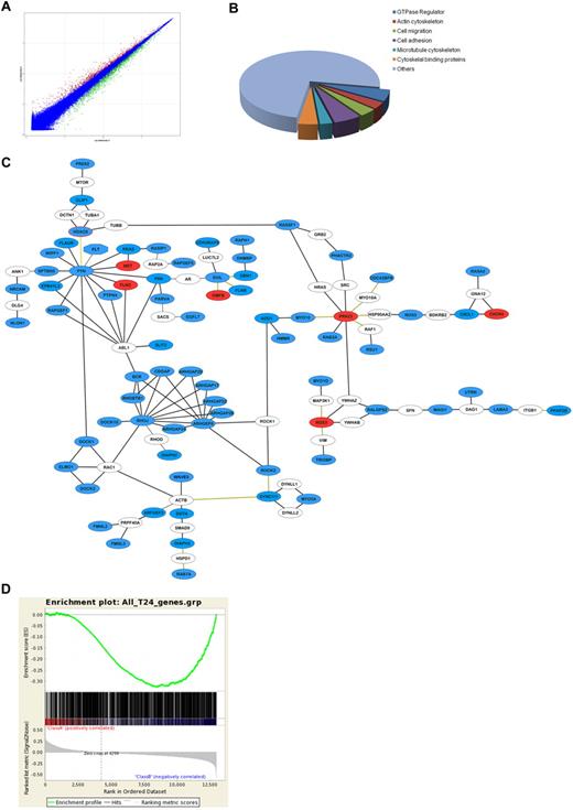 Figure 1. Gene expression profiling after inhibition of Erg in HUVECs. Microarray analysis of differential gene expression in HUVECs was performed at 24 and 48 hours after Erg inhibition by GeneBloc. (A) Composite plot of intensity profiles of the comparison between control and Erg-deficient HUVECs at 24 hours. Genes with > 1.3-fold up-regulation (red) or down-regulation (green) are shown. (B) Analysis of putative gene function for Erg-regulated genes using the DAVID functional annotation and clustering tool reveals enrichment for genes associated with cell migration, organization of the actin and microtubule cytoskeleton, and GTPase regulation. (C) The ROCK software was used to generate a functional interaction network based on the list of Erg-regulated migration hits (see supplemental Table 2). Gene nodes colored in blue are down-regulated, red are up-regulated, and white are nonhit connectors. Black lines represent direct physical interactions; green lines represent complex or indirect interactions. (D) Comparison between microarray datasets was carried out by Gene Set Enrichment Analysis (GSEA).16 The dataset of differentially regulated genes after 24 hours of Erg inhibition in HUVECs was compared with the dataset of genes up-regulated by Erg overexpression in a non-EC line (HEK293).14 GSEA was performed using standard settings with 1000 data permutations. The graphical outputs show enrichment (green curve) of the Erg overexpression gene set along ranked lists of all genes (middle). Below is the full Erg dataset ranked according to intensity. This analysis identified a significant inverse correlation between the genes down-regulated after Erg inhibition in HUVECs and those up-regulated after Erg overexpression in HEK293 cells. Normalized enrichment score (NES) = −1.3540292, P < .001.