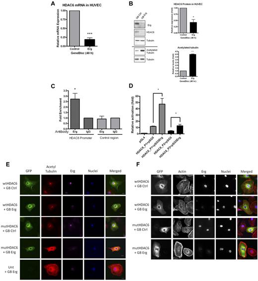 Figure 5. Erg regulates HDAC6 expression. (A) HUVECs were transfected with either control-GB or Erg-specific GB for 48 hours. Message RNA levels for HDAC6, determined using real-time PCR, are normalized to GAPDH and expressed relative to control-GB. ***P < .001. Values are mean ± SEM, n = 3. (B) HUVECs were treated with control or Erg-specific GB, as above. Whole-cell protein extracts were analyzed by SDS-PAGE immunoblotting with Abs to Erg, HDAC6, and acetylated tubulin. In Erg-deficient cells, HDAC6 protein expression was reduced while acetylated tubulin was increased compared with controls. Total tubulin levels appear unchanged between treatments. *P < .05, ***P < .001. Values are mean ± SEM, n = 3. (C) ChIP from a confluent HUVEC monolayer was performed as described in “Methods.” Genomic DNA obtained after immunoprecipitation, using a rabbit anti-Erg polyclonal Ab or a negative control rabbit IgG, was used as template in real-time PCR with primers spanning a region of the HDAC6 promoter containing 6 ETS-binding sites (see supplemental Figure). Enhanced enrichment of Erg-immunoprecipitated DNA compared with IgG-immunoprecipitated DNA, relative to total chromatin, indicates that Erg binds to the HDAC6 promoter. Primers annealing in the HDAC6 locus, outside the promoter region, were used as negative control. *P < .05. Values are mean ± SEM, n = 6. (D) An Erg cDNA expression plasmid (pSG5Erg) or an empty expression plasmid (pSG5) were cotransfected with HDAC6 promoter-luciferase constructs (HDAC6-P1 or HDAC6-P2) in HUVECs, and luciferase activity was measured. Values are represented as the fold change in relative luciferase activity over the empty pGL4 vector alone. Erg transactivates both HDAC6 promoter constructs, although to a greater extent using the longer sequence (HDAC6-P1), *P < .05. Values are mean ± SEM, n = 3. (E) HUVECs were transfected with either wtHDAC6-EGFP or an enzymatically dead HDAC6 mutant (mutHDAC6-EGFP) and allowed to adhere to gelatin-coated glass chamber slides for 24 hours before transfection with control GB or Erg-specific GB for an additional 24 hours. Immunofluorescence confocal microscopy was used to visualize cells expressing GFP (green); cells were labeled for acetylated tubulin (red), Erg (purple), and nuclear marker DAPI (blue). Scale bar, 20 μm. For all images, the same intensity settings were used for acetylated tubulin detection which results in some saturation of the signal in the 2 bottom rows. (F) HUVECs were transfected as above. Immunofluorescence confocal microscopy was used to visualize cells expressing GFP (green); cells were labeled for actin (red), Erg (purple), and nuclear marker DAPI (blue). Scale bar, 20 μm. In the Erg-deficient cells, note the cell adjacent to the wtHDAC6-EGFP–expressing one; this untransfected cell still exhibits the peripheral actin redistribution after Erg inhibition as observed in the mutHDAC6-expressing cells and in the Erg GB-treated cells in Figure 3A.