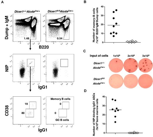 Figure 2. Long-lived plasma cells and memory B cells are absent in immunized Dicer1fl/flAicdaCre/+ mice. (A) Flow cytometric analysis of NP-specific IgG1 memory B cells in the spleen of mice 56 days after immunization with NP38-CGG. Splenic cells were stained for B220, IgG1, and CD38 expression and NIP binding after exclusion of dead cells (4,6-diamidino-2-phenylindole), non-B cells (Dump), and IgM+ cells. The numbers adjacent to the outlined areas indicate the percentage of gated cells (upper panel) and the absolute number of cells per 1 × 104 IgM−Dump−B220+ cells (bottom panel). (B) NIP-binding CD38+IgG1hi memory B cells in the spleens of Dicer1+/+AicdaCre/+ (●) and Dicer1fl/flAicdaCre/+ mice (○) mice 56 days after immunization. (C) ELISPOT assays of anti–NP IgG1 ASCs cells in the bone marrow of day 56 postimmunized Dicer1+/+AicdaCre/+ and Dicer1fl/flAicdaCre/+ mice using BSA-NP17 as coating antigens. (D) Anti–NP IgG1 ASCs in the bone marrow of Dicer1+/+AicdaCre/+ (●) and Dicer1fl/flAicdaCre/+ (○) mice 56 days after immunization were quantified by ELISPOT assay. Each symbol represents 1 mouse.