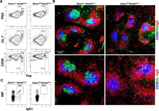 Figure 3. Dicer-deficiency in antigen-activated B cells leads to severe impairment in GC B-cell formation. (A) Flow cytometric analysis of splenic GC B cells from Dicer1+/+AicdaCre/+ and Dicer1fl/flAicdaCre/+ mice 10 days after immunization with NP38-CGG. CD19+ splenic B cells were stained for the expression of PNA, GL-7, CD38, and Fas. (B) Confocal immunofluorescence microscopy of spleen cryosections from Dicer1+/+AicdaCre/+ and Dicer1fl/flAicdaCre/+ mice 10 days after immunization performed as described in “Histology.” The sections were stained with anti-IgD (red), anti-CD35 (blue), anti–GL-7 (green) antibodies or PNA (green) to visualize B-cell follicles (IgD+), FDCs (CD35+), and GC B cells (GL-7+ or PNA+). (C) Flow cytometric analysis of NP-specific IgG1 cells in the spleens of mice 10 days after immunization using the same gating as in Figure 2A. Numbers adjacent to outlined area indicate the percentage of cells in the gate. Data are representative of more than 10 (A,C) or 8 (B) experiments.