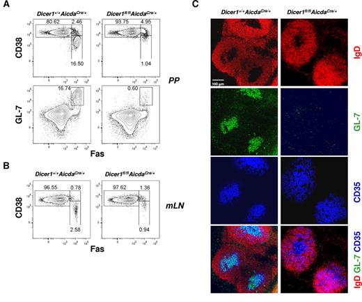 Figure 4. Absence of chronic GCs in the gut-associated lymphoid tissues of Dicer1fl/flAicdaCre/+ mice. Flow cytometric analysis of GC B cells in the Peyer patches (PP; A), or mesenteric lymph nodes (mLN; B), of unchallenged Dicer1+/+AicdaCre/+ and Dicer1fl/flAicdaCre/+ mice. GC B cells were stained as described in Figure 3A. Numbers adjacent to outlined area indicated percentage of cells in the individual gate. (C) Confocal microscopy of PP cryosections from unchallenged Dicer1+/+AicdaCre/+ and Dicer1fl/flAicdaCre/+ mice. The sections were stained with the same cocktail of antibodies as described in Figure 3B to visualize B-cell follicles, FDCs, and GC B cells. Data are representative of more than 6 experiments (A-B) or 3 experiments (C).