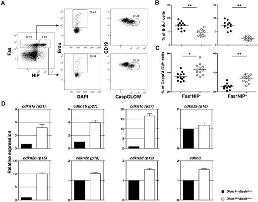 Figure 5. Combined defects in cell proliferation and survival and aberrant expression of cell cycle inhibitor genes in Dicer-deficient GC B cells. (A) Flow cytometric analysis of BrdU incorporation and CaspGLOW stainings in splenic GC B cells after immunization with NP38-CGG. A representative FACS profile and gating strategy for the detection of BrdU+ and CaspGLOW+ cells among CD19+Fas+ Dump−NIP− and CD19+Fas+Dump−NIP+ cells from Dicer1+/+AicdaCre/+ mice at day 10 after immunization are shown. Mice were pulsed with BrdU (2 mg) 4 hours before analysis. Numbers adjacent to the outlined area indicate the percentage of cells in the individual gate. Data are representative of more than 10 experiments. (B-C) The frequencies of splenic B cells that are BrdU+ (B) or CaspGLOW+ (C) among splenic CD19+Fas+Dump−NIP− and CD19+Fas+Dump−NIP+ cells from Dicer1+/+AicdaCre/+ (●) and Dicer1fl/flAicdaCre/+ (○) mice 10 days after immunization are quantified. Each symbol represents 1 mouse. (D) Real-time RT-PCR analyses of various CDK inhibitor gene expression in Dicer1+/+AicdaCre/+ (filled) and Dicer1fl/flAicdaCre/+ (empty) GC B cells (CD19+Fas+PNA+CD38−). Bars represent relative expression of genes normalized to the expression of hprt (mean values of 3 independently sorted GC B-cell samples). **P < .01 (Student t test).