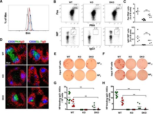 Figure 6. Bim ablation partially rescues GC- and NP-specific IgG1+ B cells in Dicer1fl/flAicdaCre/+ mice. (A) Flow cytometric analysis of Bim protein levels in splenic GC and non-GC B cells from Dicer1+/+AicdaCre/+ and Dicer1fl/flAicdaCre/+ mice 10 days after immunization with NP38-CGG. Dump−CD19+Fas+NIP+ cells from Dicer1+/+AicdaCre/+ (red), Dicer1fl/flAicdaCre/+ (blue), and Dicer1+/+AicdaCre/+Bim−/− (gray) mice were fixed, permeabilized, and stained intracellularly with an anti–Bim antibody. (B) Flow cytometric analysis of GC B cells and NP-specific IgG1 cells in the spleens of Dicer1+/+AicdaCre/+Bim+/+ (WT), Dicer1fl/flAicdaCre/+Bim+/+ (KO), and Dicer1fl/flAicdaCre/+Bim−/− (DKO) mice at day 10 after immunization with NP38-CGG as described in Figure 3. Numbers adjacent to the outlined areas indicate the percentage of cells in the individual gate. (C) Frequency of CD19+Fas+PNA+ (top panel) and NIP+IgG1+ (bottom panel) cells among total B cells in the spleens of WT (●), KO (■), and DKO (♦) mice at day 10 after immunization. Each symbol represents one mouse. (D) Confocal microscopy of spleen sections of WT, KO, and DKO mice 10 days after immunization with NP38-CGG as described in Figure 3B. (E-F) ELISPOT assays of anti–NP IgG1 ASCs cells in spleens (E) and bone marrow (F) of day 12 postimmunized WT, KO, and DKO mice using BSA-NP17 (top panel) or BSA-NP2 (bottom panel) as coating antigens. (G-H) Frequency of anti-NP17 (green symbol) and anti-NP2 (red symbol) IgG1 ASCs in spleens (G) and bone marrow (H) of WT (circles), KO (squares), and DKO (diamonds) mice at day 12 after immunization. Each symbol represents 1 mouse. Data are representative of 3 independent experiments (A,D) or 5 independent experiments (B,E-F).