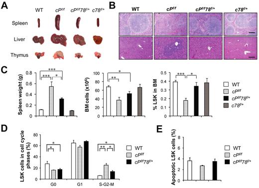 Figure 2. Grp78 heterozygosity suppresses PTEN null-mediated MPD characteristics. All analyses were performed 6 days after completion of pIpC treatment. (A) Organ size and morphology from mice of the indicated genotypes. (B) H&E staining of paraffin sections of spleen (top) and liver (bottom) of the indicated genotypes. The scale bar represents 200 μm. Sections of spleen and liver were mounted with Pro-Texx mounting medium (Lerner Laboratories, #137635) and stained with H&E. Images were acquired with a Leica Type DMLB2 microscope (10×/0.3 objective) fitted with SPOT RT KE SE Model 7.3 Three Shot Color camera and SPOT 4.0.5 computer software (Diagnostic Instruments Inc). (C) Quantitation of the spleen weight (n = 8), total BM (BM) cell number (n = 8), and percentage of LSK cells in BM (n = 5) for each indicated genotype. (D) Quantitation of cell cycle distribution of LSK cells from WT (n = 3), cPf/f (n = 5), and cPf/f78f/+ (n = 5). (E) Flow cytometric analysis of apoptotic LSK cells using annexin V and 7-AAD. Data are as mean ± SE. *P < .05 (Student t test). **P < .01 (Student t test). ***P < .001 (Student t test).