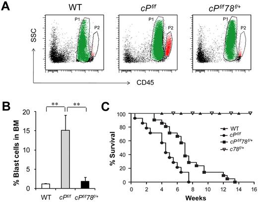 Figure 3. Grp78 heterozygosity suppresses PTEN null-mediated blast cell expansion and prolongs survival. (A) Representative results of leukemic blast cell identification. P1 population in green represents the neutrophil region. P2 population in red represents leukemic blast cell region. (B) Quantitation of the leukemic blast cell percentages of WT (n = 7), cPf/f (n = 7), and cPf/f78f/+ (n = 10) shown in panel A. Data are mean ± SE. **P < .01 (Student t test). (C) Kaplan-Meier survival curve of WT (n = 10), Pten null (cPf/f, n = 14), Pten null, Grp78 heterozygous mice (cPf/f78f/+, n = 21), and Grp78 heterozygous mice (c78f/+, n = 5).