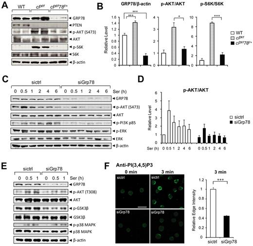 Figure 5. Knockdown of GRP78 suppresses AKT signaling. (A) Representative Western blot results using BM cell lysates (n = 2 for each genotype) for detection of the indicated protein levels. (B) Quantitation of Western blot results of relative GRP78 level (n = 9 for each genotype) normalized against β-actin and the ratio of p-AKT to total AKT and p-S6K to total S6K in panel A. The ratio of one of the WT levels of GRP78, p-AKT, and p-S6K was set as 1. (C) Western blot results of lysates from HL60 cells transfected with siRNA against Grp78 (siGrp78) or control siRNA (sictrl), followed by serum starvation for 16 hours, and then stimulated with 10% serum for the indicated time (hours). (D) Quantitation of the ratio of p-AKT to total AKT in panel C. The ratio at the 0-hour time point in cells transfected with sictrl was set as 1. (E) Western blot results of lysates from HL60 cells transfected with siRNA against Grp78 (siGrp78) and control siRNA (sictrl), followed by 16-hour serum starvation, and then stimulated with 10% serum for the indicated time (hours). (F) Left: Representative immunofluorescent images of untreated (0 minutes) or serum-stimulated (3 minutes) HL60 cells transfected with either sictrl or siGrp78 and stained with anti–PI(3,4,5)P3 antibody. Scale bar represents 20 μm. Right: Quantification of relative edge fluorescence intensity of PI(3,4,5)P3 staining in serum-stimulated siRNA-transfected cells normalized to nonstimulated siRNA-transfected cells (n ≥ 30 cells per condition). The normalized relative intensity of the 3-minute stimulated sictrl cells was set as 1. Data are mean ± SE. *P < .05 (Student t test). ***P < .001 (Student t test).