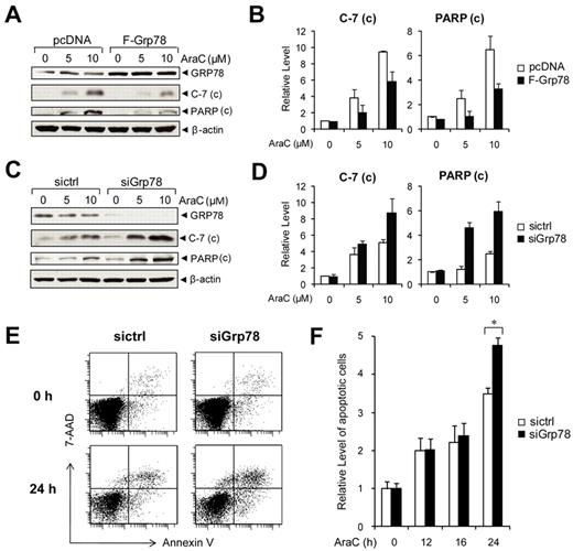 Figure 6. Knockdown of GRP78 sensitizes human leukemia cells to AraC. (A) Western blot analysis of NB4 cells transfected with pcDNA or Flag-tagged GRP78 expression vector and then treated with the indicated AraC concentration for 24 hours for detection of cleaved caspase-7 and PARP with β-actin as loading control. (B) Quantitation of cleaved caspase-7 and PARP normalized to β-actin in panel A. The ratio at 0μM AraC in pcDNA cells was set as 1. (C) Western blot analysis of lysates from NB4 cells transfected with siGrp78 or sictrl and treated with the indicated AraC concentration for 24 hours for detection of cleaved caspase-7 and cleaved PARP with β-actin as loading control. (D) Quantitation of cleaved caspase-7 and PARP normalized against β-actin in panel C. The ratio at 0μM AraC in sictrl cells was set as 1. (E) Representative annexin V/7-AAD flow cytometric apoptosis analysis of HL60 cells transfected with control siRNA (sictrl) or siRNA against Grp78 (siGrp78). The cells were either nontreated (0 hours) or treated with 10μM AraC for 24 hours. (F) Time course analysis of apoptotic HL60 cells treated with AraC. HL60 cells were transfected with sictrl or siGrp78, followed by treatment with 10μM AraC for the indicated time (hours). The percentage of apoptotic cells was measured by annexin V/7-AAD flow cytometry. The level of apoptosis at 0 hours in cells treated with sictrl was set as 1. Data are mean ± SE. *P < .05 (Student t test).