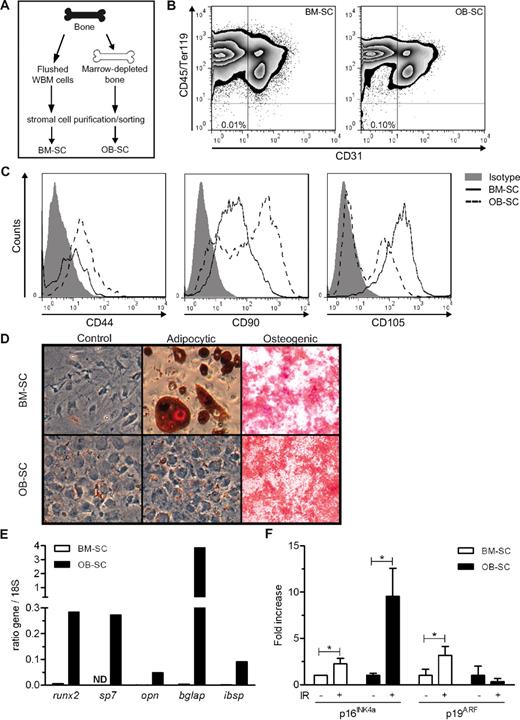 Figure 1. IR-induced p16INK4a/p19ARF expression is dependent on BM stromal cell populations. (A) Scheme representing the strategy used for the isolation of BM-SCs and OB-SCs. (B) Representative flow cytometry profiles of BM-SCs and OB-SCs identified as Ter119− (erythroid lineage), CD45− (hematopoietic lineage), and CD31− (endothelial lineage) isolated from a nonirradiated mouse are shown. (C) Representative flow cytometry profiles of CD44, CD90, and CD105 revealing distinct expression levels in BM-SC and OB-SC populations. (D) Osteogenic and adipocytic differentiation potential of BM-SC and OB-SC populations. (E) Differential mRNA expression levels in BM-SCs (□) and OB-SCs (■) of 5 osteoblast-associated genes normalized to 18S (runx2, sp7, opn, bglap, and ibsp). Each sample is a pool of 2 mice. (F) Quantitative PCR performed on mRNA extracted from purified/sorted BM-SCs and OB-SCs of 8-week-irradiated (+) or not (−) mice expressed as the fold increase in p16INK4a and p19ARF normalized to 18S. Up to 6 independent stromal cell purifications were performed using a minimum of 2-3 mice per group. *P < .05 by Student t test.