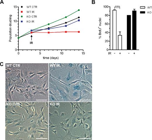 Figure 2. Ink4a/arf is necessary to maintain IR-induced senescence of BM stromal cells. (A) OB-SC populations derived from wild-type (WT) or Ink4a/arf-deficient (KO) mice were established in vitro and their proliferation after exposure (IR) or not (CTR) to 10 Gy of IR is shown. A representative experiment (n = 3 independent stromal cell isolations) of cumulative population doubling determined over time is shown. (B) Proportion of WT or ink4a/arf-null OB-SCs in culture that have incorporated BrdU (3-day pulse) 7 days after exposure or not to IR. Up to 16 independent stromal cell isolations were performed. ***P < .001 by Student t test. (C) Representative photographs showing SA-β-gal (blue) of OB-SCs 10 days after exposure or not to 10 Gy of IR. Scale bar represents 100 μm.