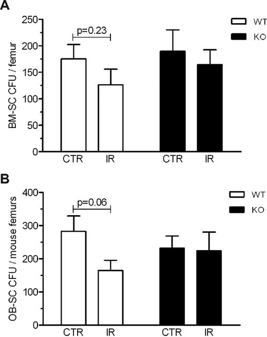 Figure 4. Loss of CFU potential after exposure to IR is dependent on Ink4a/arf status. BM-SCs (A) and OB-SCs (B) were isolated from wild-type (WT) or Ink4a/arf-deficient (KO) mice exposed (IR) or not (CTR) to 6 Gy of IR 8 weeks before being killed and cells were fixed after 2 weeks of culture to determine CFUs (average ± SEM). n = 9-19 mice per group. P values from Student t tests are shown.