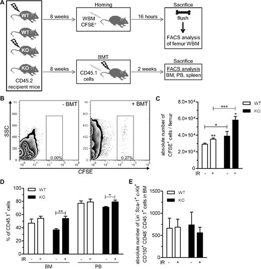Figure 5. Homing and engraftment processes are independent of long-term residual damage induced by IR. (A) Schematic of the experiments. Wild-type (WT) and Ink4a/arf-deficient (KO) mice were sublethally irradiated (6 Gy) or not and injected 8 weeks later, before homing or engraftment were determined. (B) Representative flow cytometric profiles of hematopoietic cells found in the BM of flushed femurs 16 hours after BM transplantation or not of 5 × 106 cells previously stained with CFSE. (C) Absolute number (average ± SEM) of CFSE+ cells present in femur whole BM (WBM) of WT or KO mice exposed (+) or not (−) to IR 8 weeks before being killed. n = 6-14 mice per group. (D) BM and peripheral blood (PB) engraftment 2 weeks after transplantation of 2 × 106 CD45.1 unfractionated BM cells in WT or KO CD45.2 mice exposed (+) or not (−) to IR 8 weeks before transplantation. n = 4-5 mice per group. (E) Absolute number of donor-derived SLAM (Lin−, Sca-1+, c-Kit+, CD150+, CD48−) CD45.1+ in BM 2 weeks after transplantation in WT or KO CD45.2 mice exposed (+) or not (−) to IR 8 weeks before transplantation. n = 4-5 mice per group. *P < .05, **P < .01, and ***P < .001 by Student t test.