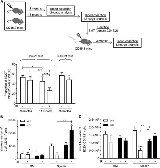 Figure 6. IR-induced long-term residual damage alters lymphopoiesis in a nonautonomous, Ink4a/arf-dependent manner. (A) Schematic of the experiment. Mice were exposed (+) or not (−) to IR and allowed to recover without transplantation. Eleven months later, mice were killed and BM cells were used for the transplantation of CD45.1 recipient mice. The proportion of donor-derived B cells (B220+ CD45.2+) was analyzed at different times in the blood before and after transplantation. n = 3-9 mice per group. (B-C) As described in Figure 5A, wild-type (WT) and Ink4a/arf-deficient (KO) CD45.2 mice exposed (+) or not (−) to 6 Gy of IR were transplanted 8 weeks later with unfractionated CD45.1 BM cells and allowed to reconstitute for 2 weeks before BM and spleen analysis of donor-derived CLP (B) and B220+ (C) cell counts. n = 3-5 mice per group. *P < .05, **P < .01, ***P < .001, and °P < .05 by Student t test (compared with primary mice).