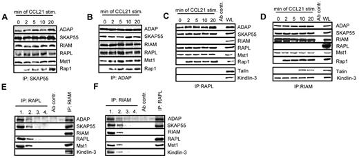 Figure 4. Two distinct pools of the ADAP/SKAP55 module were identified in T cells. (A) Human primary T cells were left untreated or stimulated with CCL21 for the indicated time points. Immunoprecipitations were performed using anti–SKAP55 or (B) anti–ADAP antibodies, and precipitates were analyzed by Western blotting using the indicated antibodies. One representative experiment of 2 is shown. (C-D) Purified T cells were stimulated as described in panel A, and lysates were subjected to anti-RAPL (C) or anti-RIAM (D) immunoprecipitation. Precipitates were analyzed by Western blotting using the indicated antibodies. One representative experiment of 3 is shown. (E-F) Primary human T cells were subjected to 4 sequential immunoprecipitations with anti–RAPL (E) or anti–RIAM (F) antibodies, respectively, followed by final immunoprecipitations using either anti-RIAM or anti-RAPL antibodies. Precipitates were analyzed byWestern blotting with the indicated antibodies. One representative experiment of 2 is shown.