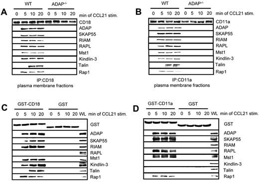 Figure 5. Two distinct pools of the ADAP/SKAP55 module are recruited to LFA-1. (A) Purified splenic WT and ADAP−/− T cells were left untreated or stimulated with CCL21 for the indicated time points. Plasma membrane fractions were prepared, lysed, and subjected to anti-CD18 immunoprecipitation. Subsequently, precipitates were analyzed by Western blotting, using the indicated antibodies. One representative experiment of 2 is shown. (B) Plasma membrane fractions as described in panel A were subjected to CD11a immunoprecipitation and then analyzed by Western blotting using the indicated antibodies. One representative experiment of 2 is shown. (C-D) Purified human T cells were left untreated or stimulated with CCL21 for the indicated time points. Lysates were incubated with GST-fusion proteins bound to glutathione-Sepharose beads. Precipitates were analyzed by Western blotting using the indicated antibodies. One representative experiment of 2 is shown.