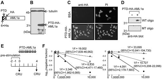 Figure 4. Ex vivo expansion of HSCs by cell-penetrating AML1a protein. (A) Schematic drawing of cell-penetrating AML1a protein (not to scale). (B) Immunoblotting of 32D cells treated with the cell-penetrating PTD-HA-AML1a protein with anti-HA antibody. The anti-tubulin blot allows comparison of the protein amount loaded. Asterisk (*) depicts degradation products. (C) Immunofluorescence staining of 32D cells treated with BSA (control) and PTD-HA-AML1a protein with anti-HA antibody. Nuclei are counterstained with propidium iodide (PI). Original magnification, ×200 (UPlan Apo 20×/0.70 objective). (D) DNA binding assays of nuclear extracts of cells treated with PTD-HA-AML1a protein. Nuclear extracts were incubated with biotinylated double-stranded oligo-DNA for the AML1-binding motif, or its mutant. The DNA-bound protein was visualized by immunoblotting with anti-HA antibody. WT indicates wild-type, and MT, mutont. (E) Schedule of PTD-HA-AML1a protein treatment. Bone marrow cells from Ly5.2 mice administered with 5-fluorouracil 4 days earlier were cultured with SCF, IL-3, and IL-6. The protein (10nM) was added 4 times a day (8°, 13°, 18°, 23°) for 4 days after prestimulation and transplanted into Ly5.1 recipient mice for CRU assay. (F) Results of 2 independent CRU assays of pretreatment (○) and after control (BSA; ▵) and PTD-HA-AML1a (●) treatments. Contribution of Ly5.2 donor cells to hematopoiesis in Ly5.1 recipient mice were analyzed 4 (experiment shown left) and 6 (experiment shown right) months after the transplantation.