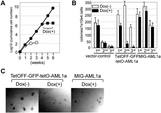 Figure 5. Effects of AML1a expression on growth of hematopoietic cells ex vivo. (A) Fold-increases of cumulative cell number are presented on a logarithmic scale versus time. BM cells infected with TetOFF-GFP-tetO-AML1a (●) or control (○) retrovirus were sorted for GFP+ and cultured in the presence of SCF and IL-3. Cells were counted and replated at 105 cells/mL every 7 days. After 4 weeks, Dox was added to an aliquot of culture of TetOFF-GFP-tetO-AML1a–infected cells (■), which showed inhibited cell growth. Three experiments yielded similar results. (B) Frequency of colony-forming cells in serial replating experiments. BM cells infected with the indicated retrovirus, sorted for GFP+ and plated in the multimyeloid condition in the presence or absence of Dox. Colonies were counted and cells were harvested on day 7; 1 × 104 cells were replated. Representative data from 3 independent experiments conducted in triplicate are presented. (C) Photomicrographs show relative sizes of colonies generated in the multimyeloid condition. BM cells infected with the indicated retrovirus, sorted for GFP+, and assayed for colony formation in the presence or absence of Dox. Original magnification ×40 (UPlan FLN4×/0.13 PhP objective).