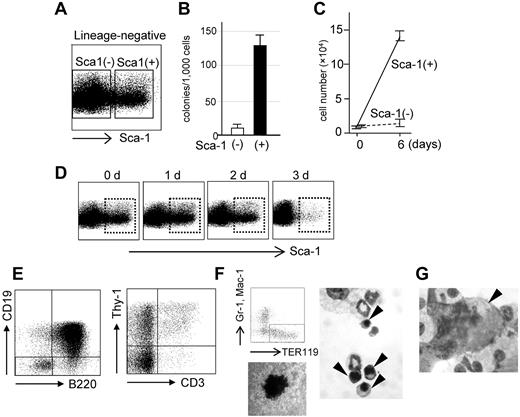 Figure 6. Proliferation and differentiation potentials of AML1a-expressing hematopoietic cells ex vivo. (A) FACS profile of the lineage-negative fraction of bone marrow cells infected with the TetOFF-GFP-tetO-AML1a retrovirus and cultured ex vivo. (B-C) Colony formation abilities and cell proliferation in liquid culture of Sca-1+ and Sca-1− cells in the Lin− fraction. BM cells infected with TetOFF-GFP-tetO-AML1a retrovirus were sorted for GFP+. Lin− cells were further fractionated into Sca-1+ and Sca-1− and assayed for colony formation (B) and growth in liquid culture (C). (D) FACS profiles of the lineage-negative fraction at the indicated time after Dox treatment. (E) Lymphoid differentiation potential of Sca-1+ cells. B-cell (left) and T-cell (right) differentiation abilities of Sca-1+ cells in the presence of Dox and cultured with IL-7 + Flt-3 ligand on OP9 (left) and OP9-DLL1 (right) stroma cell layers. Erythroid (F) and (G) megakaryocytic differentiation of Sca-1+ cells in the presence of Dox and induced by erythropoietin and thrombopoietin, respectively. FACS analysis for erythroid-specific TER119 expression, hemoglobin staining of a colony, and morphology of erythroid cells (arrow heads) are presented in panel F. A photomicrograph showing a megakaryocyte (arrowhead) is presented in panel G. (F-G) May-Grunwald Giemsa staining. Original magnifications, ×1000 (SPlan100 100×/1.25 oil 160/0.17 objective). Typical results from at least 3 independent experiments are presented in panels A through G.