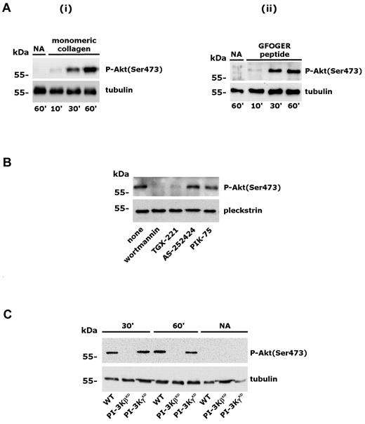 Figure 1. Activation of PI3Kβ by integrin α2β1 engagement. (A) Human platelets were allowed to adhere to immobilized monomeric type I collagen (i) or GFOGER peptide (ii) for 10, 30, or 60 minutes. Adherent cells and nonadherent cells (NA) from the 60-minute samples were collected and lysed. Akt phosphorylation was analyzed by immunoblotting with anti–phospho-Akt(Ser473) Ab (top rows). Equal loading of the samples was verified by subsequent immunoblotting with anti-tubulin (bottom rows). (B) Human platelets were preincubated with DMSO, wortmannin (100nM, 15 minutes), TGX-221 (0.5μM, 10 minutes), AS252424 (0.5μM, 10 minutes), or PIK-75 (0.5μM, 10 minutes), and Akt phosphorylation (top row) was evaluated by immunoblotting in platelets adherent to monomeric type I collagen for 60 minutes. Subsequent analysis of pleckstrin levels (bottom row) was performed to control loading of the samples. (C) Wild-type murine platelets (WT) and platelets from PI3KγKD or PI3KβKD mice were allowed to adhere to monomeric collagen through integrin α2β1 for 30 or 60 minutes, as indicated. Nonadherent platelets (NA) were also collected after 60 minutes. The top row shows Akt phosphorylation in adherent and nonadherent platelets, and the bottom row shows the comparable expression of tubulin in all samples.