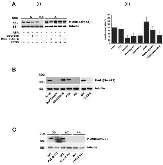 Figure 2. Characterization of integrin α2β1–induced PI3Kβ activation. (A) Role of secreted ADP, TxA2, and integrin αIIbβ3 in integrin α2β1–triggered Akt phosphorylation. Platelets were incubated with 0.5mM ASA for 15 minutes, with 2 U/mL of apyrase, 0.5mM RGDS, or a mixture of 100μM MRS2179 and 0.5μM AR-C69931MX for 2 minutes, and then allowed to adhere to monomeric collagen for 60 minutes. Nonadherent platelets from untreated samples (NA) were also collected. In panel i, the top row shows a typical immunoblot with anti–phospho-Akt(Ser 473) Ab, and the bottom row shows the level of tubulin in the different samples. Panel ii shows a quantitative evaluation of Akt phosphorylation performed by densitometric analysis of immunoblots. Data are the means ± SD of 3 different experiments. (B) Analysis of Akt phosphorylation in platelets after 60 minutes of adhesion after treatment with BAPTA-AM (20μM, 30 minutes), RO318220 (10μM, 5 minutes), PP2 (20μM, 15 minutes), or 2-APB (100μM, 10 minutes), as indicated. As a negative control, nonadherent platelets (NA) from untreated samples (none) were also analyzed. Subsequent immunoblotting with anti-tubulin (bottom row) was performed as control for equal loading. (C) Analysis of Akt phosphorylation in murine platelets from wild-type (WT) and PLCγ2–knockout (PLCγ2 KO) mice. Adherent platelets were recovered after 30 and 60 minutes, as indicated on the top. Nonadherent cells were analyzed after 60 minutes.