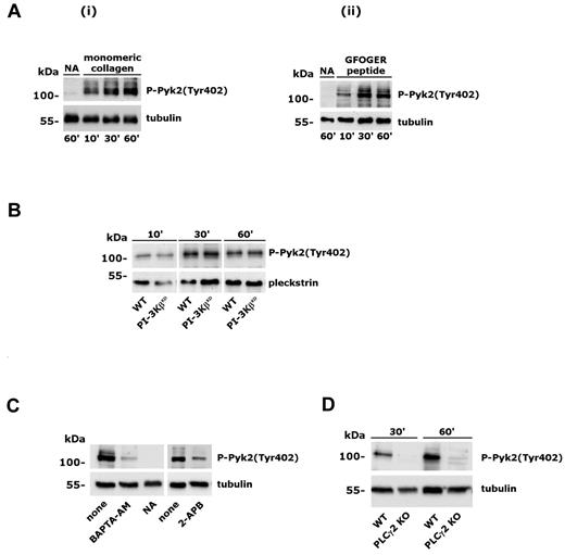 Figure 3. Analysis of Pyk2 phosphorylation induced by integrin α2β1. Adhesion-induced Pyk2 phosphorylation was evaluated on whole-platelet lysates by immunoblotting with anti–phospho-Pyk2(Tyr402) Ab (top rows). Subsequent staining with anti-tubulin or anti-pleckstrin Ab is reported in the bottom rows as a control for equal loading. (A) Platelet adhesion to monomeric collagen (i) or GFOGER peptide (ii) was performed for the times indicated on the bottom. Samples of nonadherent platelets were collected after 60 minutes. (B) Analysis of Pyk2 phosphorylation in wild-type and PI3KβKD murine platelets adherent to monomeric collagen for the 10, 30, or 60 minutes. (C) Effect of platelet incubation with BAPTA-AM (20μM, 30 minutes) or 2-APB (100μM, 10 minutes) on integrin α2β1–induced Pyk2 phosphorylation. Platelet adhesion was performed for 60 minutes. None indicates control platelets treated with DMSO; NA, nonadherent, untreated platelets. (D) Analysis of Pyk2 phosphorylation in platelets from wild-type (WT) and PLCγ2–knockout (PLCγ2 KO) mice after adhesion to monomeric collagen for 30 and 60 minutes.