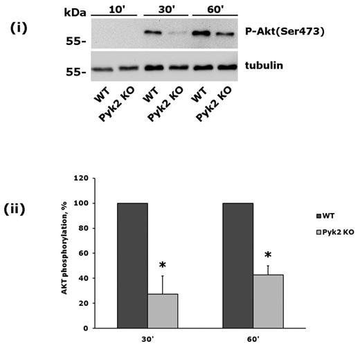 Figure 4. Integrin α2β1–induced PI3Kβ activation is impaired in Pyk2-deficient platelets. Comparative analysis of Akt phosphorylation in wild-type and Pyk2-knockout platelets on adhesion to monomeric collagen for 10, 30, and 60 minutes. A representative immunoblot is shown in panel A. Quantification of Akt phosphorylation, performed by densitometric analysis of the immunoreactive bands, is shown in panel B. Black bars are wild-type platelets, gray bars are Pyk2-knockout platelets. Data are the means ± SD of 3 different experiments. *P < .05.