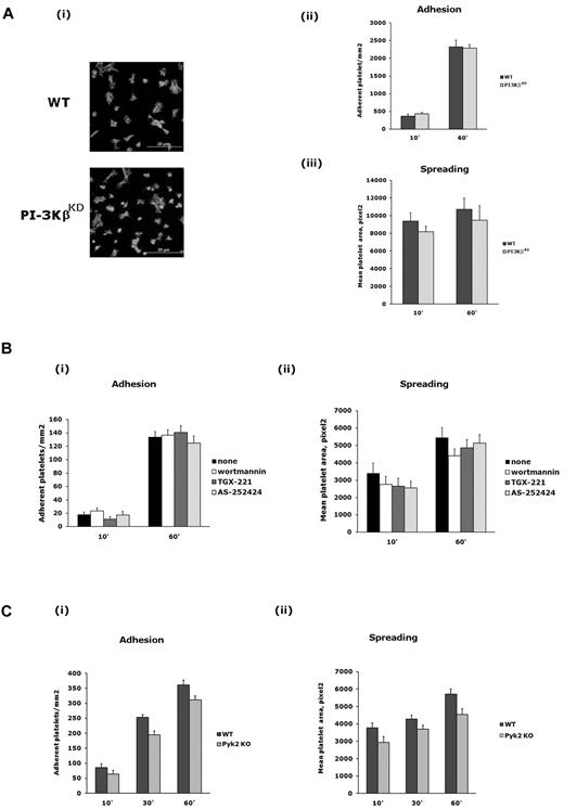 Figure 5. Role of PI3Kβ and Pyk2 in platelet adhesion and spreading through integrin α2β1. (A) Wild-type and PI3KβKD platelets were allowed to adhere to immobilized monomeric collagen for 10 or 60 minutes. Adherent cells were permeabilized, stained with TRITC-phalloidin, and adhesion (as number of cells/mm2) and spreading (as mean platelet area) were evaluated as described in “Methods.” (i) Representative image of adherent wild-type (WT) and PI3KβKD platelets after 60 minutes (40× amplification). Quantification of adhesion and spreading is reported in panels ii and iii, respectively. Data are the means ± SD of 3 different experiments. (B) Integrin α2β1–mediated adhesion (i) and spreading (ii) of platelets preincubated with wortmannin (100nM, 15 minutes), TGX-221 (0.5μM, 10 minutes), or AS252424 (0.5mM, 10 minutes), as indicated on the right, after 10 or 60 minutes, as indicated on the bottom. Results are expressed as means ± SD of 3 different experiments. (C) Integrin α2β1–mediated adhesion (i) and spreading (ii) of platelets from wild-type (WT) and Pyk2-knockout (Pyk2 KO) after 10, 30, or 60 minutes. Results are expressed as means ± SD of 3 different experiments.