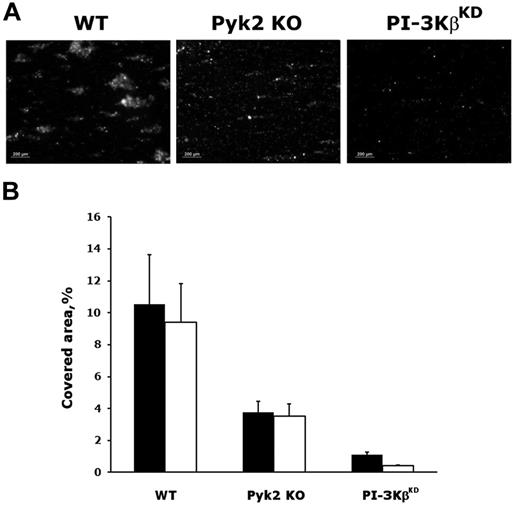 Figure 7. Defective thrombus formation in the absence of Pyk2 or catalytically active PI3Kβ. CSFE-labeled platelets in whole blood from wild-type (WT), Pyk2 KO, and PI3KβKD mice were perfused over immobilized monomeric collagen at a shear rate of 1000/s for 4 minutes. Images were taken after brief rinse of the coverslips with washing buffer (2 minutes) and are reported in the top rows (A). Thrombus formation on the coverslips was evaluated by measuring the covered area in 10 different and randomly taken microscopic fields and results are reported in the histogram in the bottom row (B, black bars) as the means ± SD of 4 different experiments. Coverslips were then further perfused with washing buffer for 10 minutes, and additional images were taken to evaluate thrombus stability. The remaining area covered by thrombi on extensive washing is reported in the histogram in the bottom row (B, white bars) as the means ± SD of 4 different experiments.