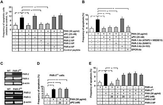 Figure 2. Inhibition of podocyte apoptosis depends on PAR-3. (A-B) Frequency of apoptosis in PAN stressed podocytes treated with PAR-APs (A) or preincubated with PAR or EPCR blocking antibodies before treatment with aPC (B). Activation of PAR-2 and PAR-3 protects podocytes against PAN-induced apoptosis. Of note, blocking PAR-3 activation, but not PAR-2 activation, abolishes the protective effect of aPC. (C) Representative image showing shRNA-mediated knockdown of PAR-2 and PAR-3 in human podocytes (RT-PCR). (D) Bar graph summarizing the frequency of apoptosis in PAN-stressed PAR-3KD human podocytes. aPC fails to prevent PAN-induced apoptosis in PAR-3KD podocytes. (E) Bar graph summarizing the frequency of apoptosis in PAN-stressed wild-type and PAR-2KD human podocytes treated with aPC or PAR-APs. aPC as well as the activating peptides for PAR-2 and PAR-3 fail to prevent PAN-induced apoptosis in PAR-2KD podocytes. Data are mean ± SEM of at least 3 independent experiments. *P < .001 vs control (ANOVA).