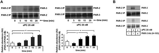 Figure 3. aPC induces dimerization of PAR-2 and PAR-3, which is required for apoptosis inhibition in human podocytes. (A) Representative immunoblots of immunoprecipitates showing heterodimerization of PAR-2 and PAR-3 after treatment with aPC (20nM) at different time points as indicated (top panel) and bar graphs summarizing the results (bottom panel). (B) Representative immunoblots of immunoprecipitates showing heterodimerization of PAR-2 and PAR-3 after treatment with aPC (20nM) for 15 minutes in the presence or absence of PAR-3 blocking antibody. PAR-2 IP indicates PAR-2 immunoprecipitation; PAR-3 IP, PAR-3 immunoprecipitation; anti–PAR-3, blocking antibody, 20 μg/mL; and AU, arbitrary units. Data are mean ± SEM of at least 3 independent experiments. *P < .05 vs control (ANOVA).