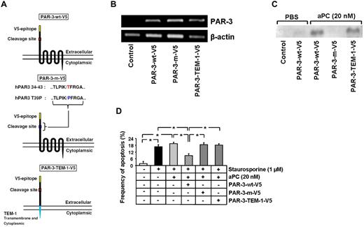 Figure 4. Cleavage of the PAR-3 N-terminal end by aPC is required, but not sufficient, to inhibit apoptosis. (A) Schematic representation of the V5-tagged wild-type and V5-tagged mutant PAR-3 expression constructs. (B) Representative image showing the expression of V5-tagged PAR-3 wild-type (PAR-wt–V5) and V5-tagged mutant expression constructs (PAR-m–V5, PAR-3–TEM-1–V5) in transiently transfected mesangial cells (semiquantitative RT-PCR). (C) Representative immunoblot showing V5 levels in the culture supernatant after treatment with PBS or aPC (20nM) for 1 hour of cells transfected with V5-tagged PAR-3 wild-type and V5-tagged mutant PAR-3 expression constructs. The detection of the V5 epitope in the supernatant reflects proteolytic activation of PAR-3. (D) Bar graph summarizing the frequency of apoptosis in staurosporine-treated mesangial cells transfected with V5-tagged PAR-3 wild-type and V5-tagged mutant PAR-3 expression constructs. Only full-length PAR-3 with a nonmutated cleavage site enables aPC to inhibit apoptosis. Data are mean ± SEM of at least 3 independent experiments. *P < .01 vs control (ANOVA).