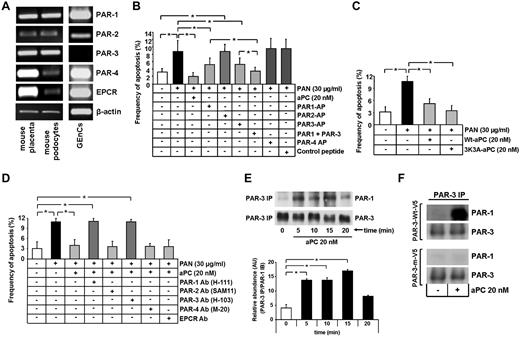 Figure 6. In mouse podocytes, aPC induces heterodimerization of PAR-1 and PAR-3, which are both required for aPC-mediated apoptosis inhibition. (A) Representative images show expression of PARs and EPCR in mouse podocytes, mouse GEnCs, and mouse placenta (positive control) as determined by semiquantitative RT-PCR. PAR-1 and PAR-3 are the receptors predominantly expressed in mouse podocytes. (B-D) Bar graphs summarizing the frequency of apoptosis in PAN-stressed mouse podocytes treated with PAR-APs (B), murine wild-type or mutant aPC (3K3A aPC, which lacks anticoagulant function, C), or PAR-blocking antibodies (D). Activation of PAR-1 and PAR-3 conveys the antiapoptotic effect of aPC independent of its anticoagulant function. (E) Representative immunoblots of immunoprecipitates showing heterodimerization of PAR-1 and PAR-3 after treatment with aPC (20nM) at different time points (top panel) and bar graph summarizing results (bottom panel). aPC induces heterodimerization of PAR-1 and PAR-3 in mouse podocytes. (F) Representative immunoblots of immunoprecipitates showing heterodimerization of PAR-1 and PAR-3 in mesangial cells transiently transfected with V5-tagged wild-type PAR- 3 (PAR-3-wt–V5) or V5-tagged mutant PAR-3 lacking the known cleavage site (PAR-3-m–V5). Proteolytic activation of PAR-3 by aPC is required for PAR-1/PAR-3 heterodimerization. PAR AP indicates protease-activated receptor agonist peptide; and PAR Ab, protease-activated receptor blocking antibody. Data are mean ± SEM of at least 3 independent experiments performed in duplicates. *P < .01 vs control (ANOVA).