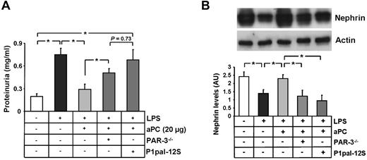 Figure 7. aPC-PAR-3 signaling protects against podocyte injury and proteinuria in vivo. (A) Bar graph summarizing proteinuria levels (milligrams per milliliter) in urine obtained 24 hours after LPS treatment. Loss of PAR-3 (PAR-3−/− mice) or blocking PAR-1 (P1pal-12S) reduces aPCs' protective effect. (B) Representative immunoblot and bar graph showing nephrin levels analyzed from renal cortex samples in LPS-treated mice, illustrating the failure of aPCs to maintain nephrin expression in PAR3−/− or P1pasl-12S–treated mice. Ppal-12S indicates PAR-1 antagonist. Data are mean ± SEM of at least 6 animals per group. *P < .05 vs control or LPS + aPC-treated (ANOVA).