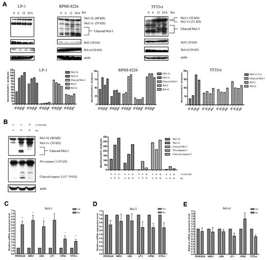 Figure 1. Western blot and qRT-PCR analysis of Mcl-1, Bcl-2, and Bcl-xl expression in MM cells during bortezomib treatment. (A) Top panel: Western blot analysis of bortezomib-treated (for 0, 6, 12, and 24 hours) human LP1 and RPMI-8226 cells and murine 5T33vt cells. The blots were probed with Mcl-1, Bcl-2, Bcl-xl, and β-actin Abs. The concentrations of bortezomib used in human LP1 and RPMI-8226 and murine 5T33vt cells were 50, 10, and 5nM, respectively. The data are representative of 3 independent experiments. Bottom panel: amounts of Mcl-1, Bcl-2, and Bcl-xl were quantified by densitometric analysis of Western blot using ImageJ Version 1.45 software. (B) The pan caspase inhibitor Z-VAD-FMK abrogates the cleavage of Mcl-1. Left panel: Western blot analysis of the Mcl-1 and caspase-3 expression in OPM2 cells. OPM2 cells were untreated (control) or were treated with 5nM bortezomib for 16 hours with or without 2 hours of pretreatment with 50μM Z-VAD-FMK as indicated. Right panel: densitometric analysis of Western blots. (C-E) qRT-PCR analysis of MCL-1, BCL-2, and BCL-XL expression at the mRNA level. The MM cell lines RPMI-8226 (10nM), MMS1 (10nM), U266 (5nM), LP1 (100nM), OPM2 (5nM), and 5T33vt (2.5nM) were treated with bortezomib for 24 hours. RNA was isolated and subjected to qRT-PCR using primers for MCL-1, BCL-2, BCL-XL, and β-actin. Beta-actin was used as an internal control. n = 3 in all experiments. *P < .05 and **P < .01 versus vehicle-treated samples. The columns show the mean results representative of 3 similar experiments; the bars indicate SD.