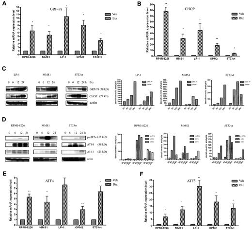Figure 2. Bortezomib activates the UPR in MM cells. (A-B) qRT-PCR analysis of the ER stress markers GRP-78 and CHOP expression at the mRNA level. The MM cell lines RPMI-8226 (10nM), MMS1 (10nM), LP1 (100nM), OPM2 (5nM), and 5T33vt (2.5nM) were treated with bortezomib for 24 hours. n = 3 for all experiments. *P < .05 and **P < .01 versus vehicle-treated samples. (C) Left panel: Western blot analysis of GRP-78 and CHOP expression. Whole-cell extracts were prepared from bortezomib-treated (for 0, 6, 12, and 24 hours) human LP1 and MMS1 cells and murine 5T33vt cells; the concentrations of bortezomib used were 100, 10, and 5nM, respectively. The data are representative of 3 independent experiments. Right panel: amounts of GRP-78 and CHOP were quantified by densitometric analysis of Western blot using ImageJ Version 1.45 software. (D) Western blot analysis of the UPR arm of ATF4 activation in bortezomib-treated MM cells. The doses of bortezomib were used at 10nM in both RPMI-8226 and MMS1 cells and at 2.5nM in 5T33vt cells. Left panels show the representative blots of 3 independent experiments; right panels show densitometric analysis. (E-F) qRT-PCR analysis of ATF4 and its target gene ATF3 expression in bortezomib-treated MM cells. The MM cell lines RPMI-8226 (10nM), MMS1 (10nM), LP1 (100nM), OPM2 (5nM), and 5T33vt (2.5nM) were treated with bortezomib for 24 hours. Data represent the means ± SD for 3 separate experiments. *P < .05 and ** P < .01 versus vehicle-treated samples.