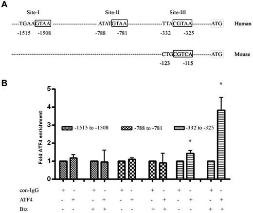 Figure 3. ChIP analysis showing the interaction of ATF4 with the Mcl-1 promoter. (A) Human Mcl-1 upstream region showing 3 consensus sites for ATF4. There is only 1 consensus site for ATF4 at the promoter of murine Mcl-1. The core consensus motifs are boxed. (B) ChIP analysis of ATF4 binding in bortezomib-treated LP1 cells. LP1 cells were treated with 100nM bortezomib for 16 hours. Immunoprecipitation was performed using control IgG or anti-ATF4 Ab. Samples were analyzed by qRT-PCR using primers for region −1521 to −1297, −1033 to −733, and −423 to −80 nucleotides. *P < .05 versus control IgG-immunoprecipitated samples (n = 3).