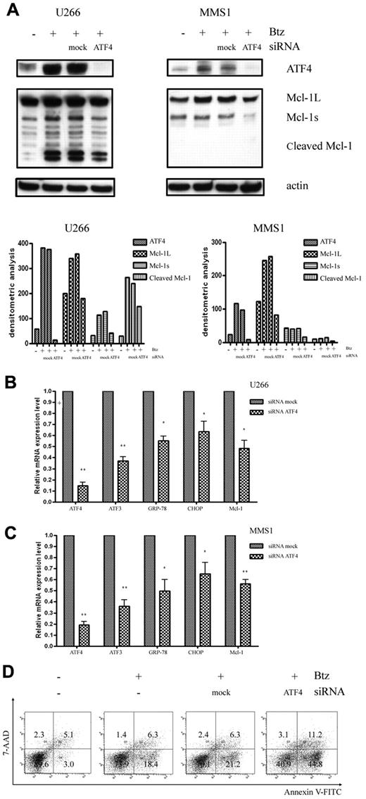 Figure 4. Knockdown of ATF4 increases sensitivity to bortezomib. (A) Western blot analysis of ATF4 and Mcl-1 expression levels in bortezomib-treated U266 cells (2.5nM for 16 hours) and MMS1 cells (5nM for 16 hours). Top panels show the representative blots of 3 independent experiments; bottom panels show densitometric analysis. (B-C) qRT-PCR measurement of ATF4 downstream gene-expression levels after knockdown ATF4 in the presence of bortezomib in U266 cells (2.5nM for 16 hours; B) and MMS1 cells (5nM for 16 hours). n = 3 for all experiments. *P < .05 and **P < .01 versus si-mock samples. Data represent the means ± SD. (D) Knockdown of ATF4 induces apoptosis in U266 cells. ATF4 knockdown or control U266 cells were treated with 2.5nM bortezomib for 16 hours. Bortezomib was added in the medium 4 hours after electroporation-mediated RNAi. Apoptosis of each sample was examined by flow cytometry after annexin V–FITC/7-amino-actinomycin D staining. FACS data shown are representative of 3 independent experiments.