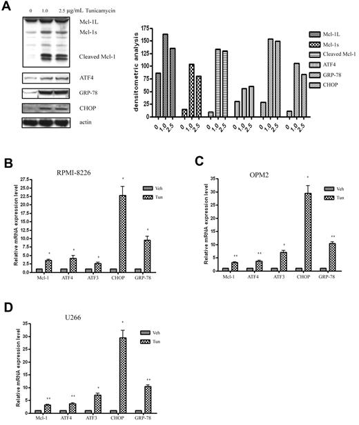 Figure 5. The ER inducer tunicamycin increases Mcl-1 expression and triggers UPR activation in MM cells. (A) Tunicamycin treatment induces Mcl-1 accumulation and cleavage in OPM2 cells. OPM2 cells were treated with different doses of tunicamycin for 24 hours. Cell extracts were probed with Mcl-1, ATF4, GRP-78, CHOP, and β-actin pAbs. Left panel shows the representative blots of 3 independent experiments; right panel shows densitometric analysis. (B-D) qRT-PCR analysis of the expression of Mcl-1 and the UPR-related components in response to tunicamycin treatment in RPMI-8226 (B), OPM2 (C), and U266 (D) cells. RPMI-8226, OPM2, and U266 cells were treated with 2.5 μg/mL of tunicamycin for 24 hours. RNA isolation, cDNA synthesis, and qRT-PCR were performed as described in “Methods.” *P < .05 and **P < .01 versus vehicle-treated samples. Data represent the means ± SD of 3 separate experiments, each performed in triplicate.