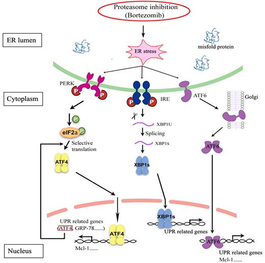 Figure 7. Schematic diagram depicting the joint roles of the UPR in regulating Mcl-1 expression by proteasome inhibition. In response to bortezomib, e-IF2α is phosphorylated and the ATF4 branch is activated to trigger protective effects for cell survival by up-regulating the expression of the anti-apoptotic protein Mcl-1. Bortezomib shows completely contrary effects, either promoting or inhibiting XBP1 splicing in different MM cell lines, suggesting that XBP1 splicing is not directly involved in bortezomib-induced Mcl-1 expression. Bortezomib can increase the cleavage of ATF6 to form active ATF6α, which also plays a role in regulating Mcl-1.